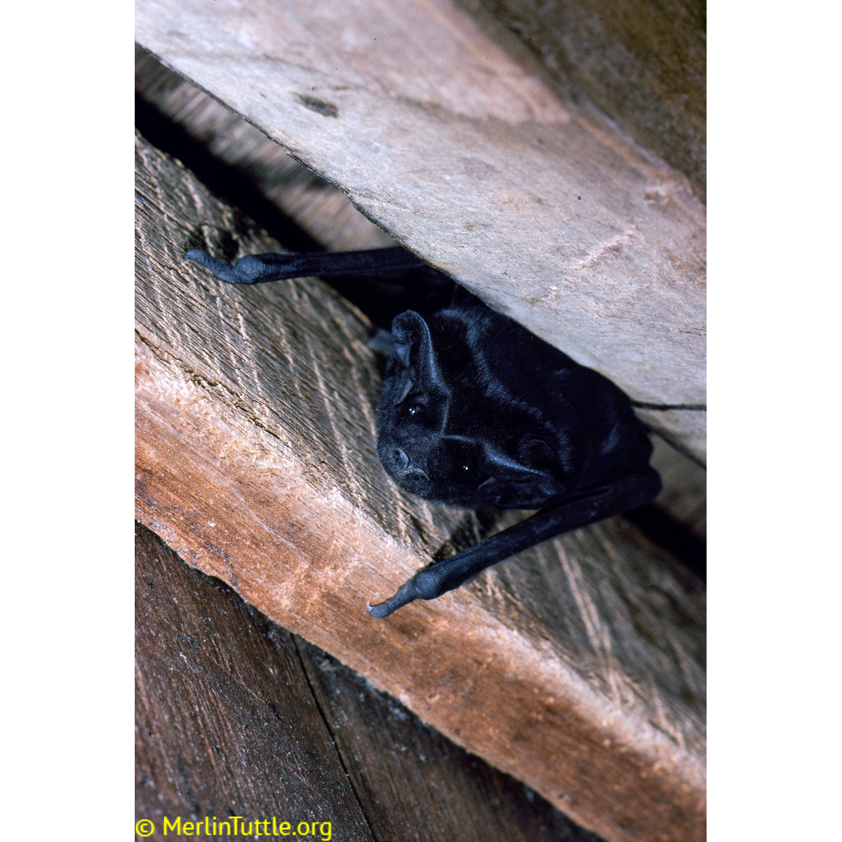 Чёрный эумопс (Eumops auripendulus) Фото №2