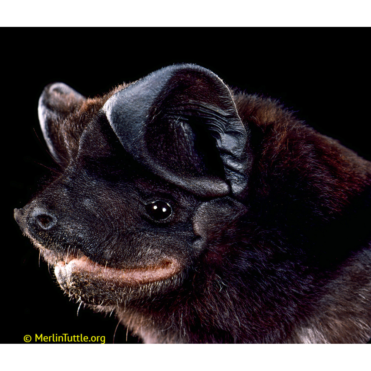 Чёрный эумопс (Eumops auripendulus) Фото №7