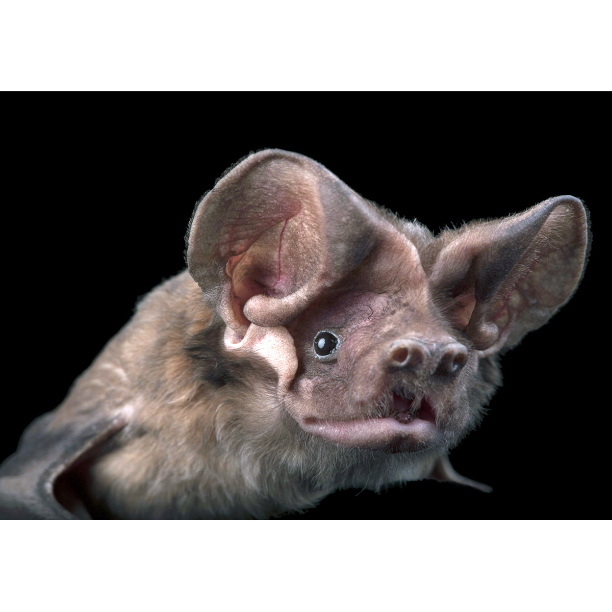 Florida Bonneted Bat (Eumops floridanus) Фото №10