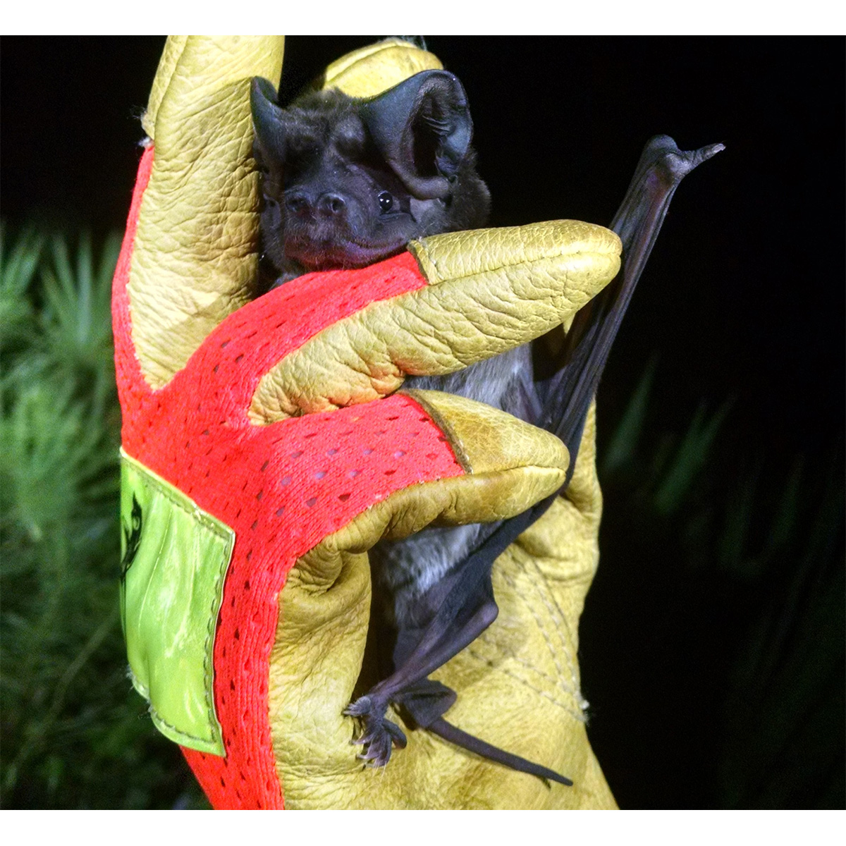 Florida Bonneted Bat (Eumops floridanus) Фото №5