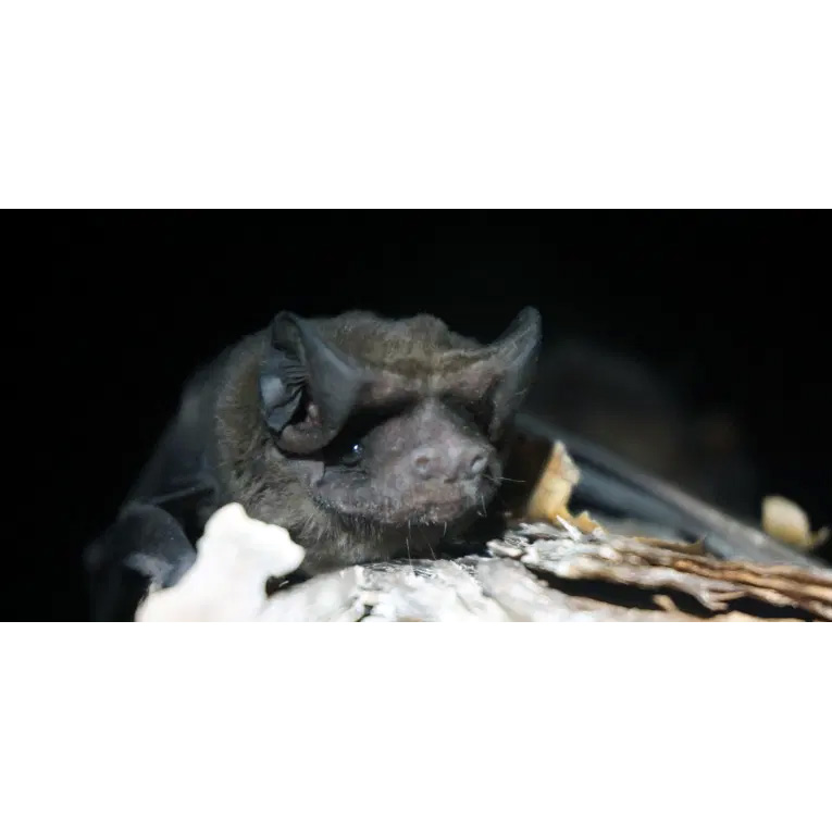 Florida Bonneted Bat (Eumops floridanus) Фото №7