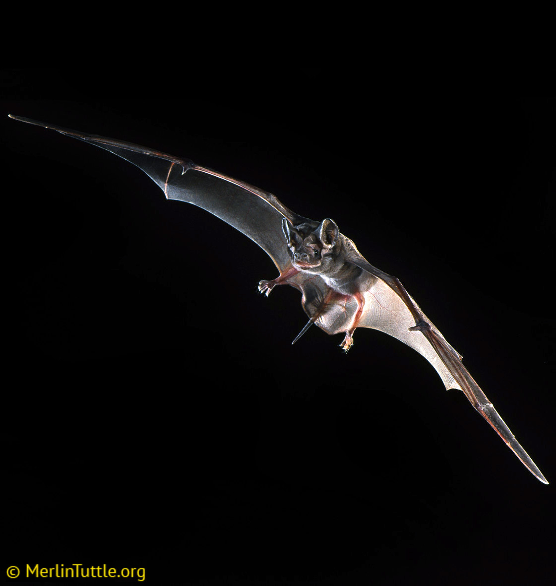 Эумопс Вагнера (Eumops glaucinus) Фото №2