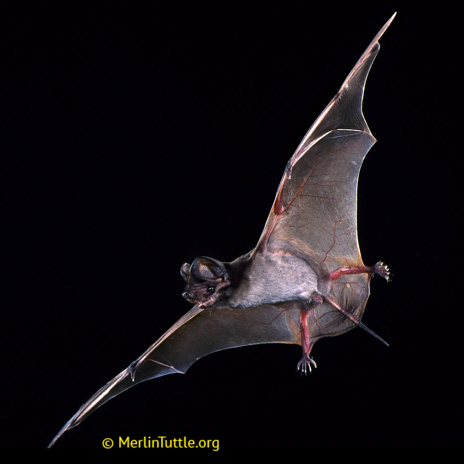 Эумопс Вагнера (Eumops glaucinus) Фото №3