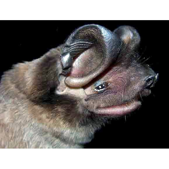 Эумопс Вагнера (Eumops glaucinus) Фото №6