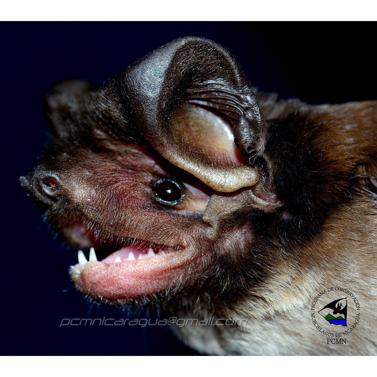 Эумопс Вагнера (Eumops glaucinus) Фото №7