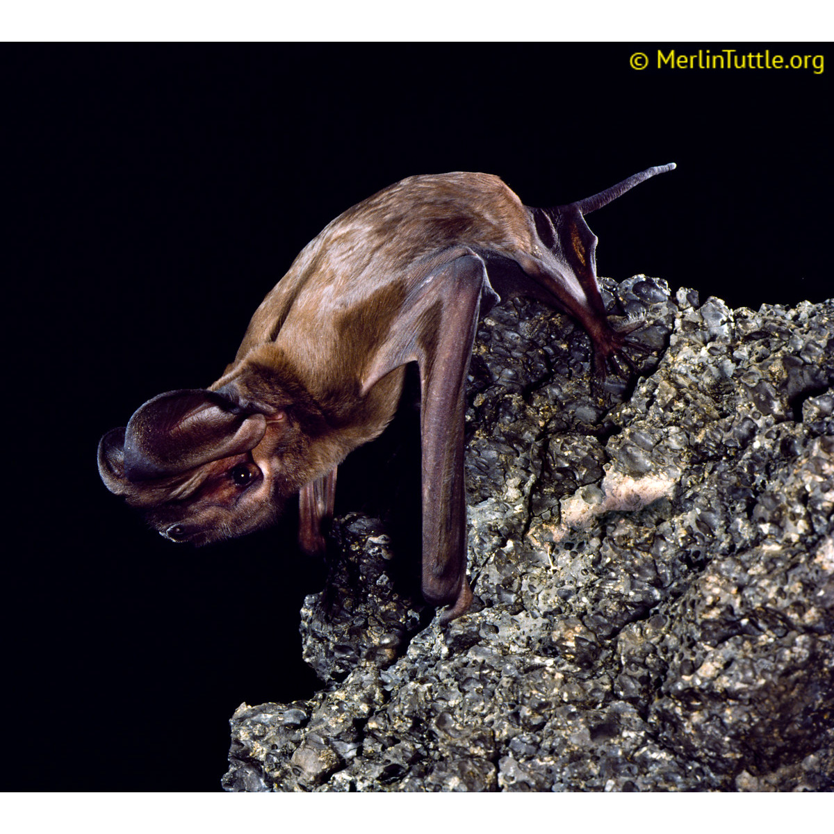 Западный эумопс (Eumops perotis) Фото №3