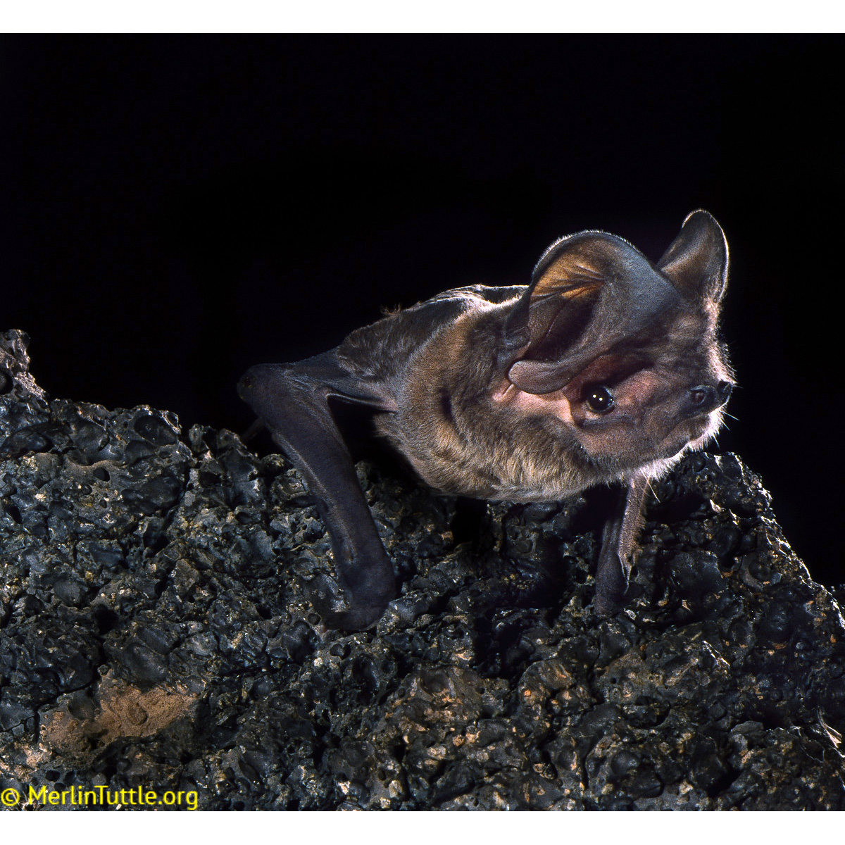 Западный эумопс (Eumops perotis) Фото №4