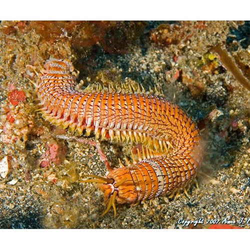 Семейство Eunicidae фото
