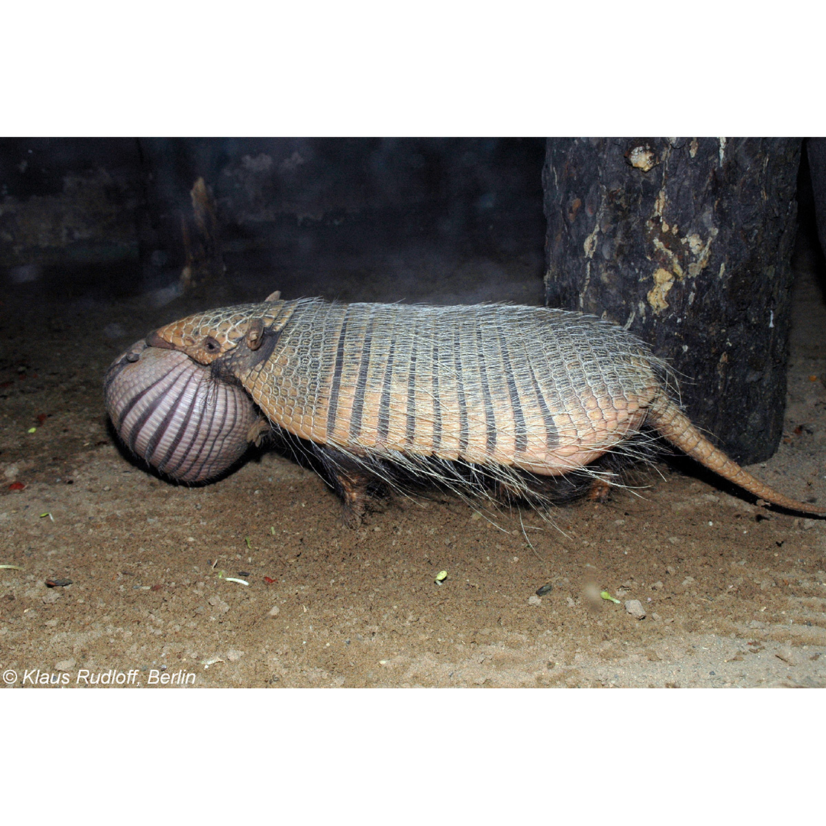 Шестипоясный броненосец (Euphractus sexcinctus) Фото №9