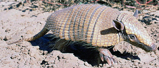 Euphractus sexcinctus boliviae