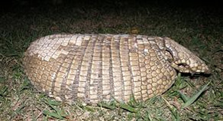 Euphractus sexcinctus flavimanus