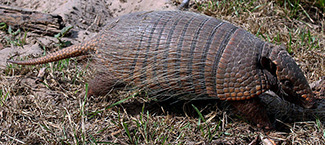 Euphractus sexcinctus sexcinctus