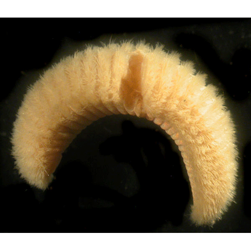 Семейство Euphrosinidae фото
