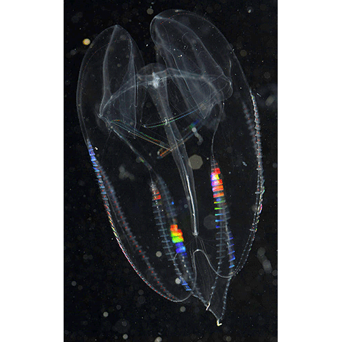 Семейство Eurhamphaeidae  фото