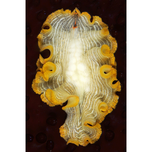 Семейство Euryleptidae  фото