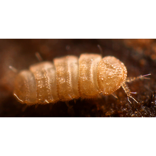 Семейство Eurypauropodidae фото