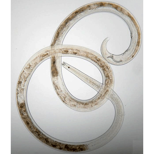 Семейство Eurystominidae  фото