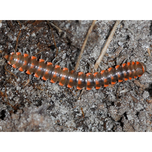 Семейство Euryuridae фото
