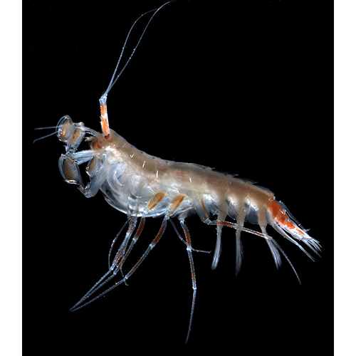 Семейство Eusiridae фото