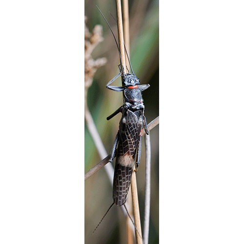 Семейство Eusthenioidea фото