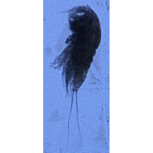 Семейство Euterpinidae фото
