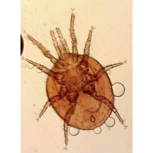 Семейство Eviphididae фото
