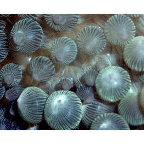 Семейство Exocoelactiidae  фото