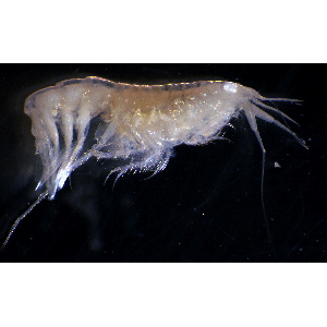 Семейство Exoedicerotidae фото