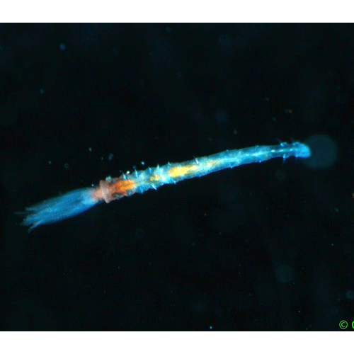 Семейство Fabriciidae фото