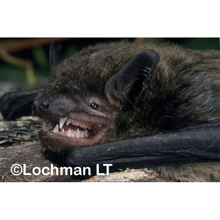 Western False Pipistrelle (Falsistrellus mackenziei) Фото №10