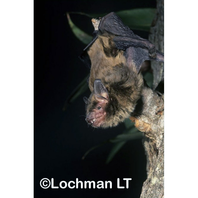 Western False Pipistrelle (Falsistrellus mackenziei) Фото №2