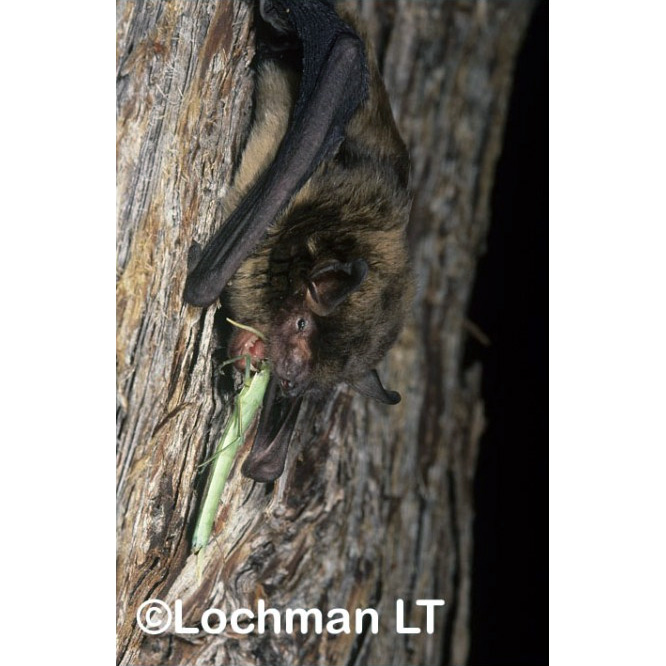 Western False Pipistrelle (Falsistrellus mackenziei) Фото №3