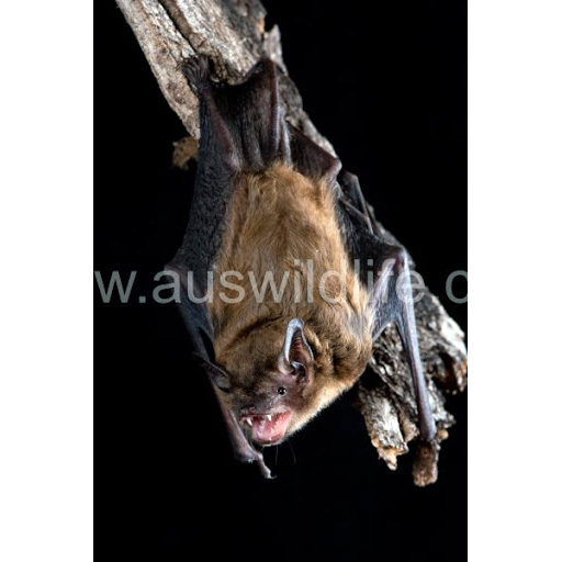 Western False Pipistrelle (Falsistrellus mackenziei) Фото №4