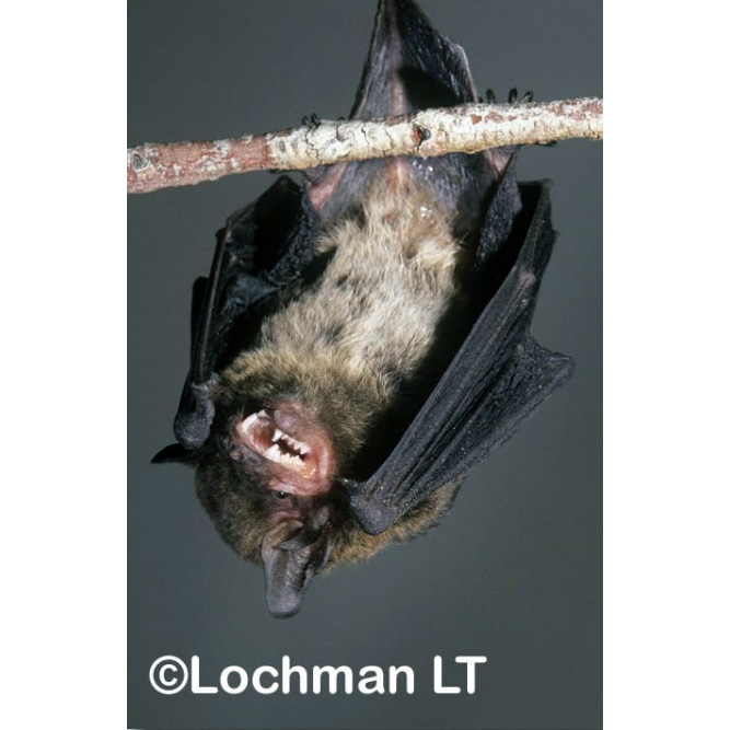 Western False Pipistrelle (Falsistrellus mackenziei) Фото №5