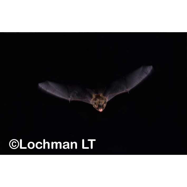 Western False Pipistrelle (Falsistrellus mackenziei) Фото №6