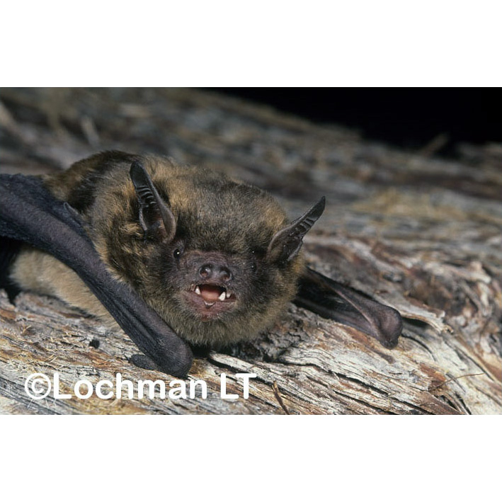 Western False Pipistrelle (Falsistrellus mackenziei) Фото №7