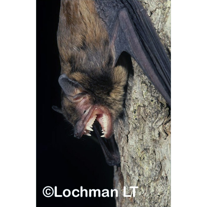 Western False Pipistrelle (Falsistrellus mackenziei) Фото №8