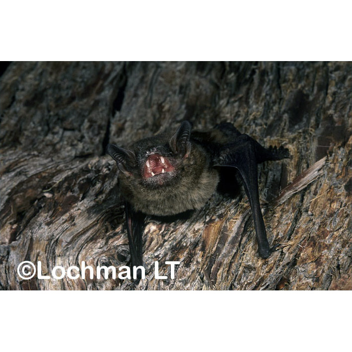 Western False Pipistrelle (Falsistrellus mackenziei) Фото №9