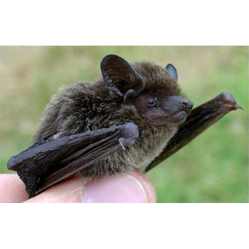 Peters's Pipistrelle (Falsistrellus petersi) Фото №2