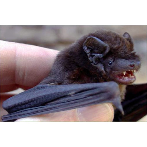 Peters's Pipistrelle (Falsistrellus petersi) Фото №3