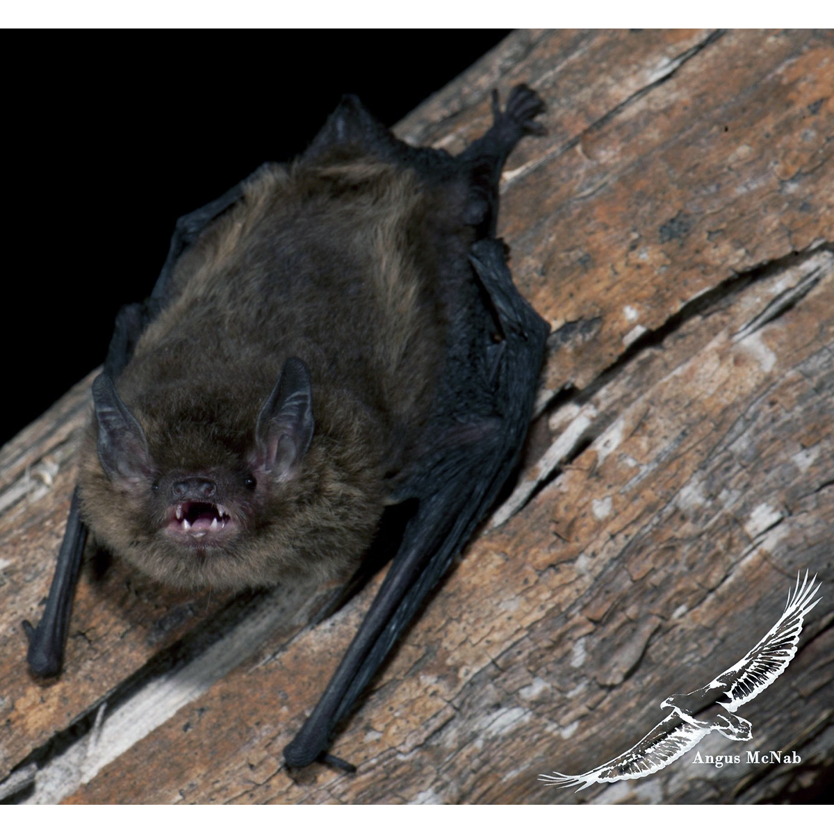 Eastern False Pipistrelle (Falsistrellus tasmaniensis) Фото №2