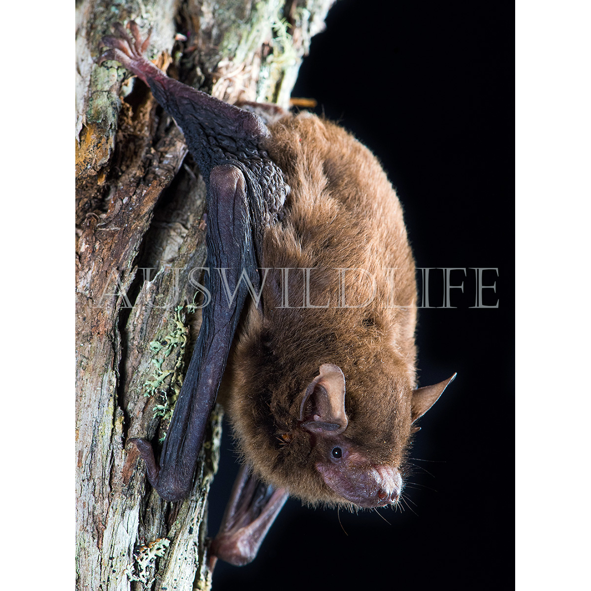 Eastern False Pipistrelle (Falsistrellus tasmaniensis) Фото №3
