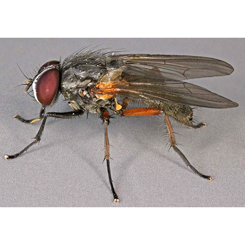 Семейство Fanniidae фото