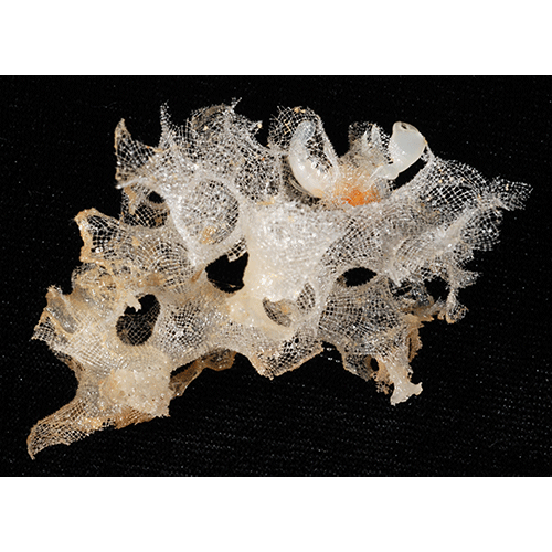 Семейство Farreidae  фото