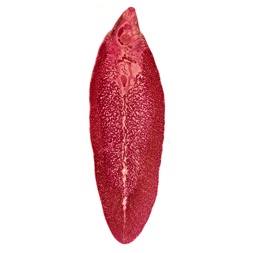 Семейство Fasciolidae фото