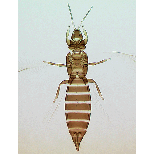 Семейство Fauriellidae фото