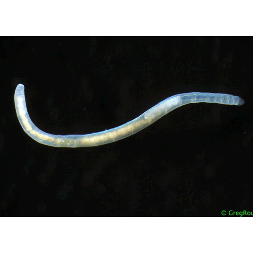 Семейство Fauveliopsidae фото