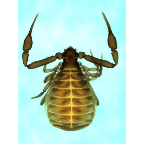 Семейство Feaelloidea фото