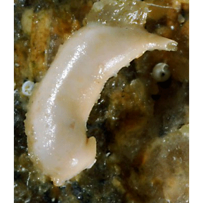 Семейство Fecampiidae  фото
