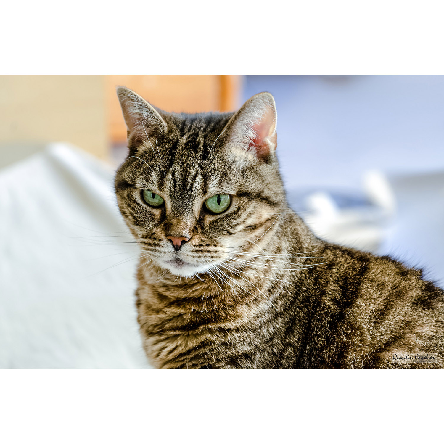 Felis catus Фото №10